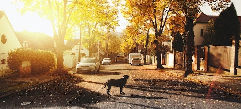 dog in a street