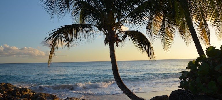 Palm tree on a beach