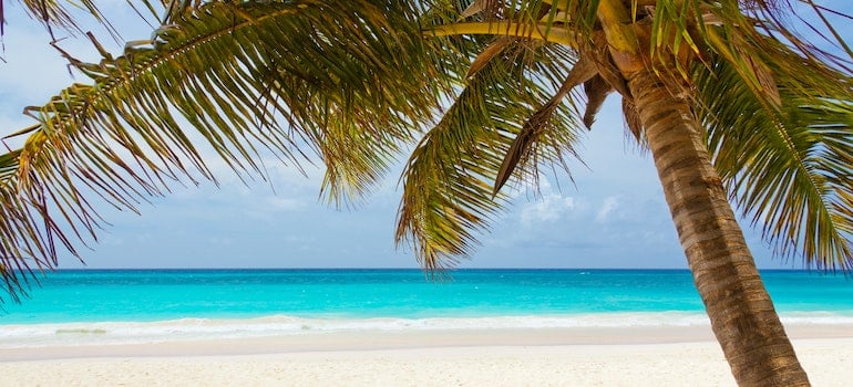 A beach and a palm tree