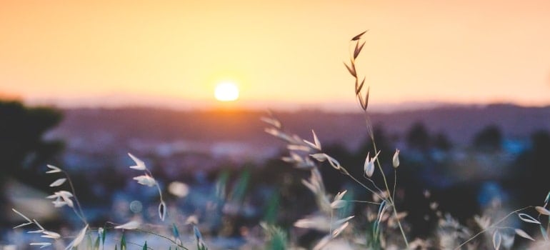 A sunrise behind some bushes