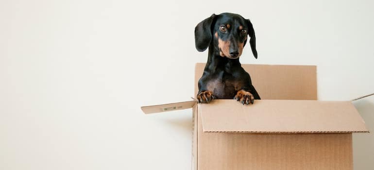 Dog in a box 