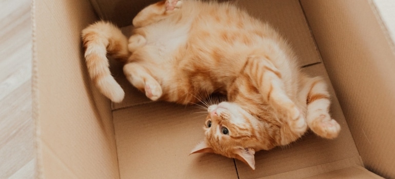 Picture of a cat enjoying a box before a cross country relocation with cats