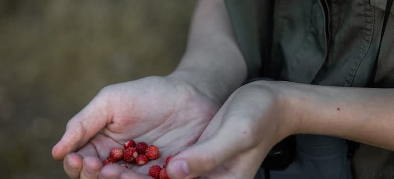 A child holding strawberries in his hands