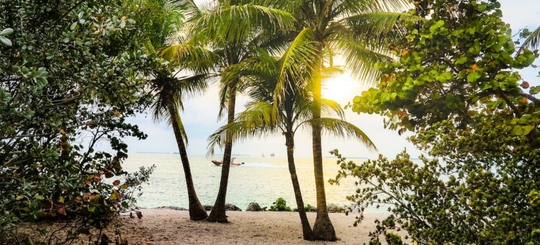 a beach with palm trees