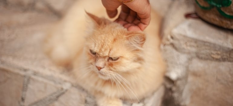 Picture of a grumpy cat