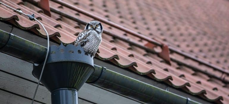 a northern hawk-owl perched on a downspout