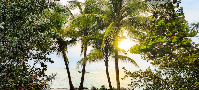 Palm trees at the beach