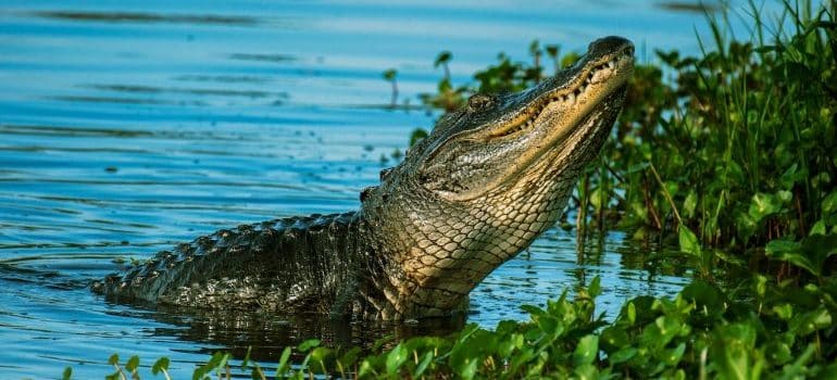 having wild animals near your home can be the reasons for leaving Florida 