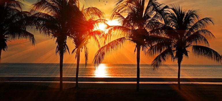 Beach will of palm trees during the sunset;