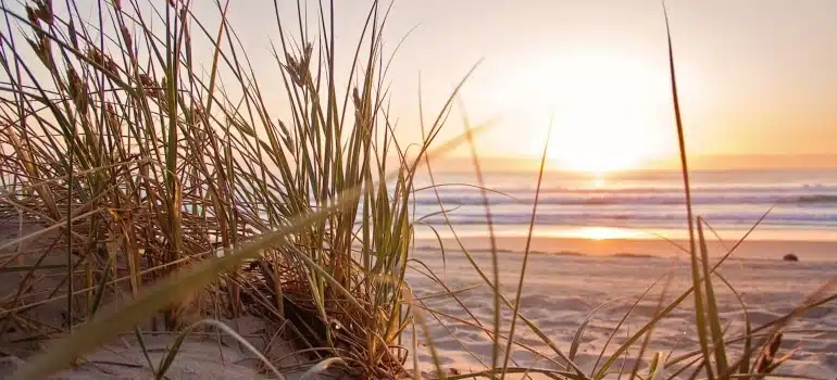 Picture of grass on a beach during the sunset 