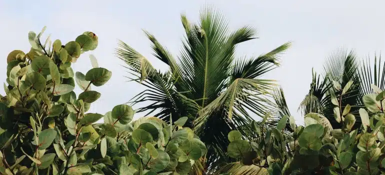 green leafed plants and palms