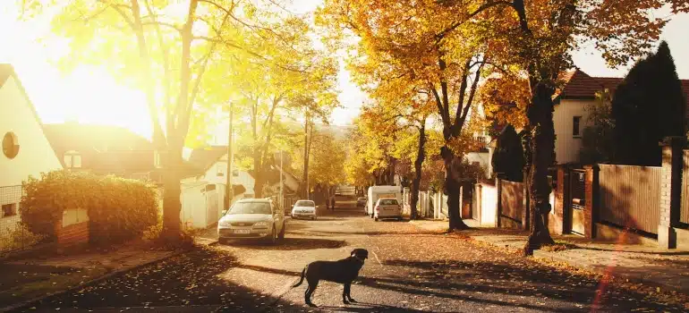a dog in a neighborhood 