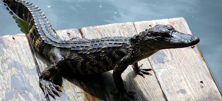alligator on a wooden dock