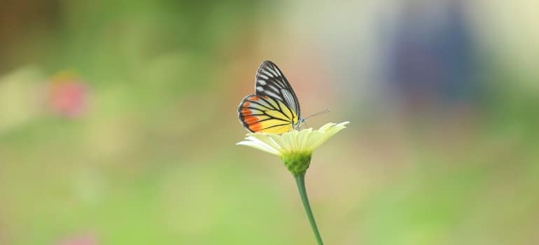 butterfly on a flower