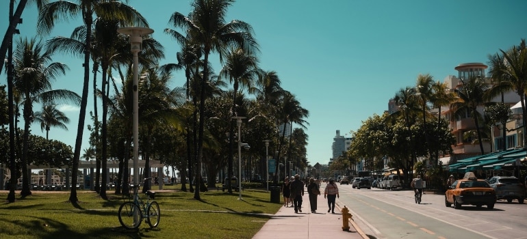 Palm trees line a sunny street on a bright day in Miami Beach