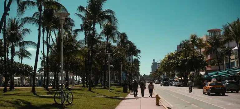 Palm trees line a sunny street on a bright day in Miami Beach