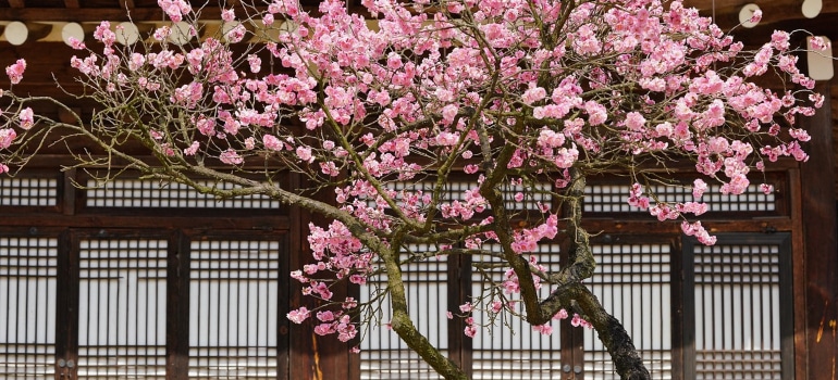 pink trees in bloom