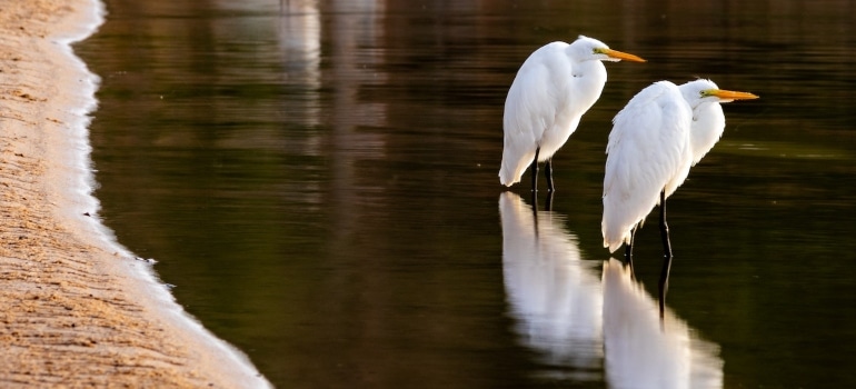 egrets on the lake as a little known facts you didn't know about Indian Creek Island