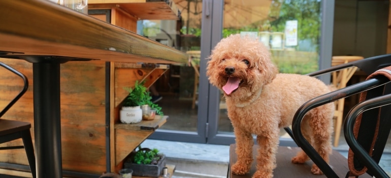 A pet sitting in one of the pet-friendly restaurants in Miami