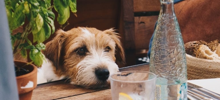 A dog at a table in a restaurant
