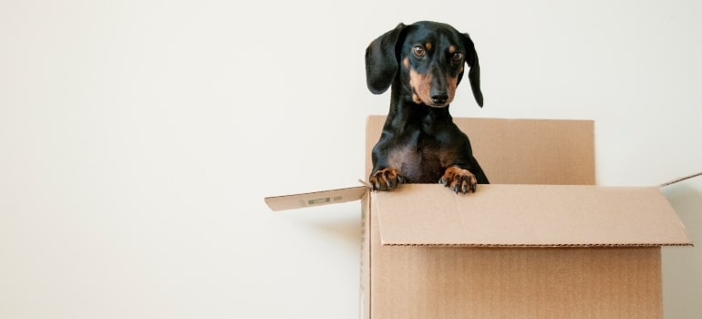 A dog in a box