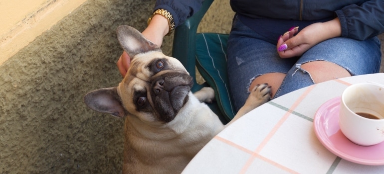 A dog next to a table with coffee