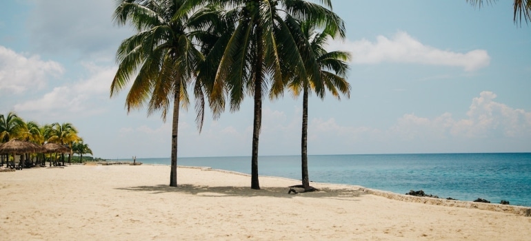 Palms on a beach