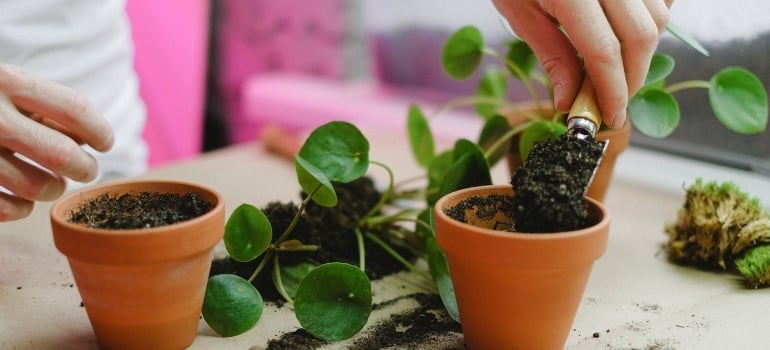 a woman repotting plants to move our garden to a new home in Brickell