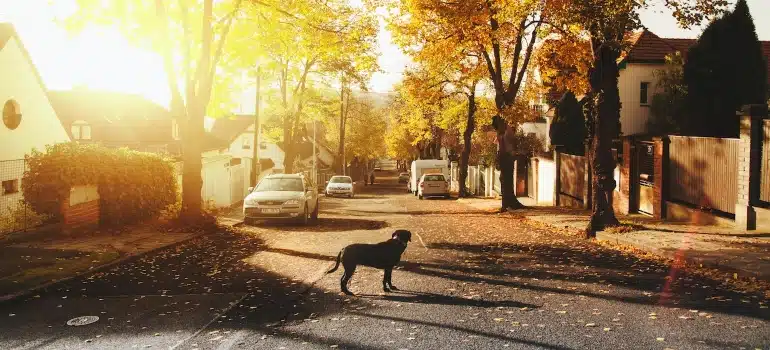 a dog on the street