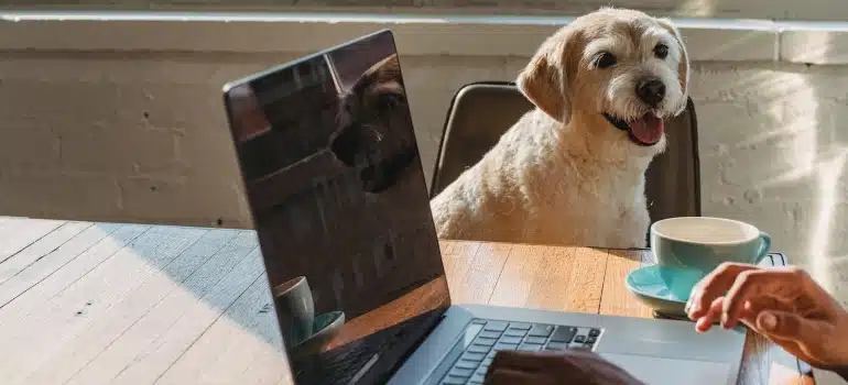 a person with a dog, browsing for Miami Neighborhoods for Pet-Friendly Living