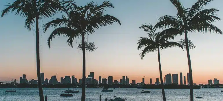 Palms, water