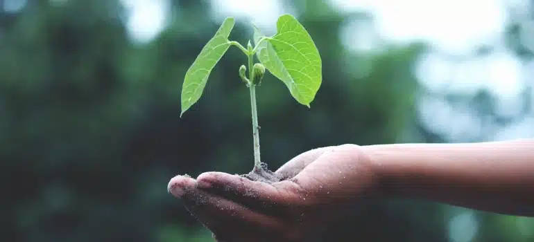 a person holding a green plant