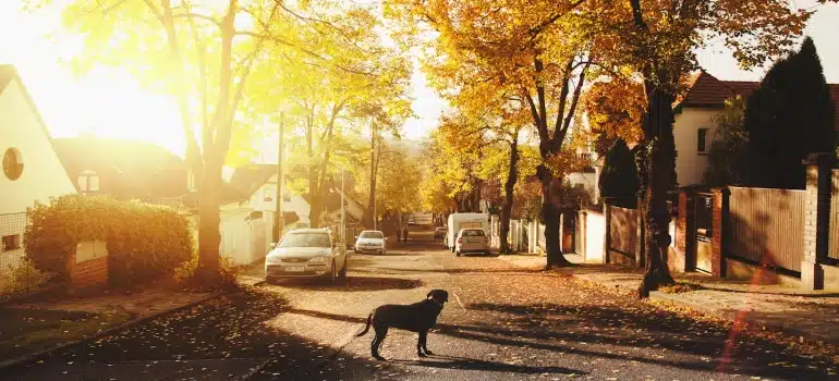 a dog on the street