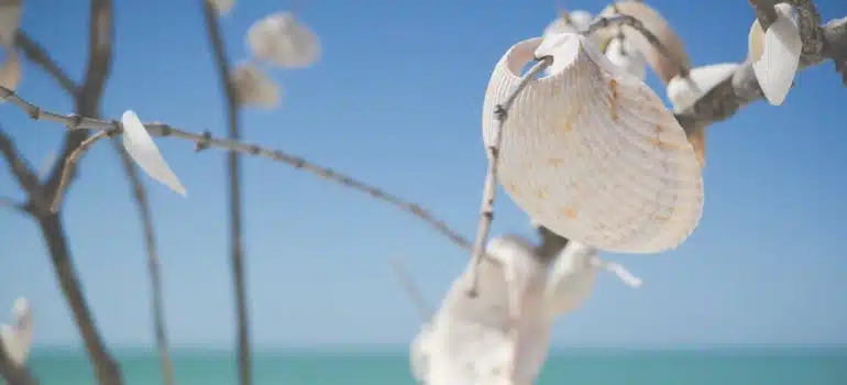 white decorative shell