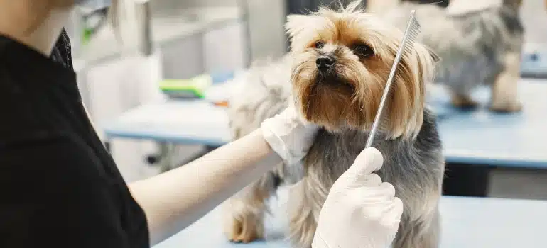 a person combing a dog before moving a vet practice