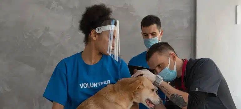 a vet checking a dog before moving a vet practice