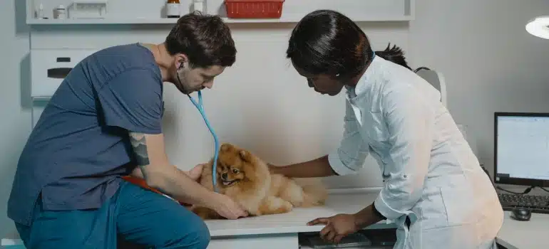 vets checking a dog