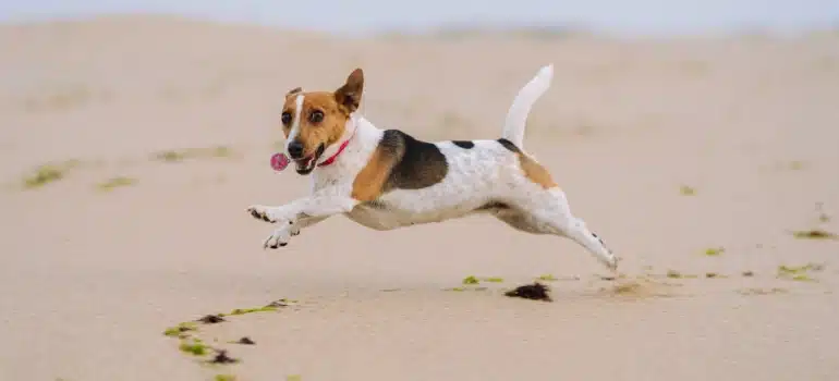a dog on a beach