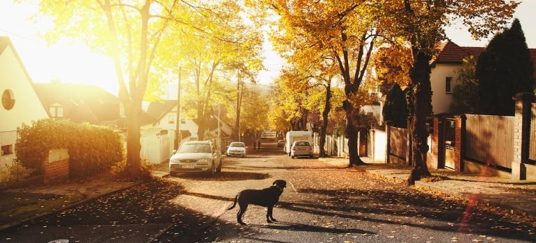 a dog in a neighborhood in Aventura, one of the best Florida Cities for moving with pets 