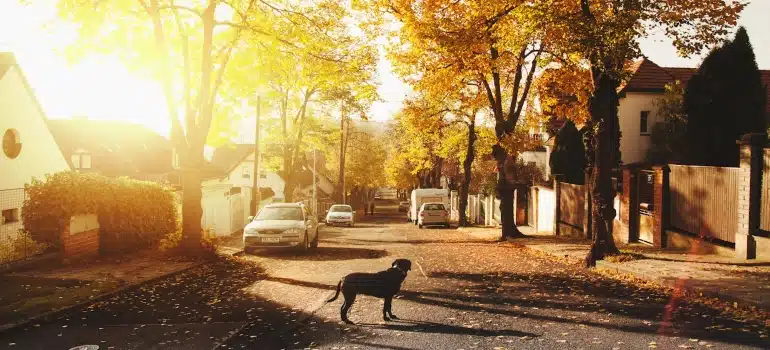 a dog in a neighborhood in Aventura, one of the best Florida Cities for moving with pets 