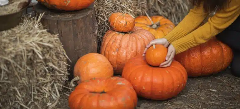 pumpkins