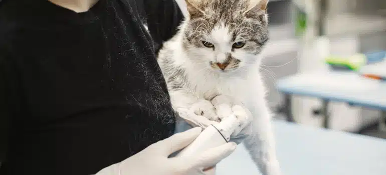 a vet taking care of a cat