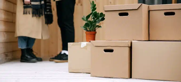 a plant on a cardboard boxes