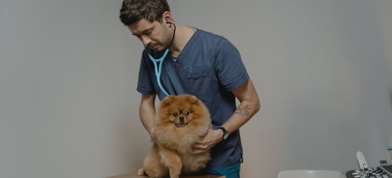 a vet checking a dog