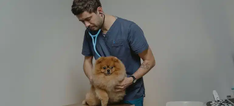 a vet checking a dog