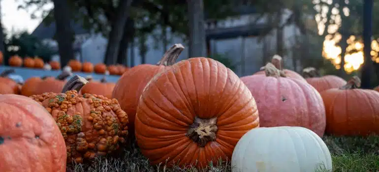 pumpkins