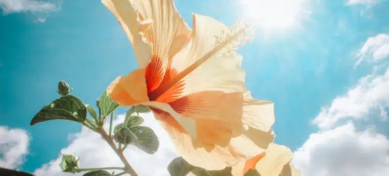  Yellow Hibiscus Under Sunlight
