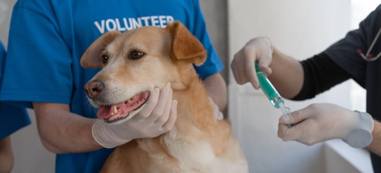 A dog getting a vaccine