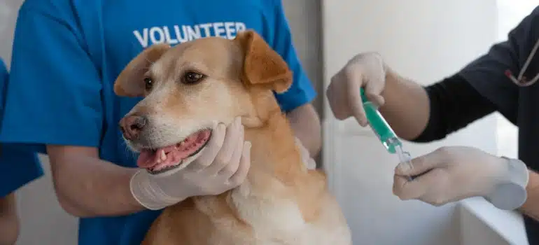 a pet getting a vaccine