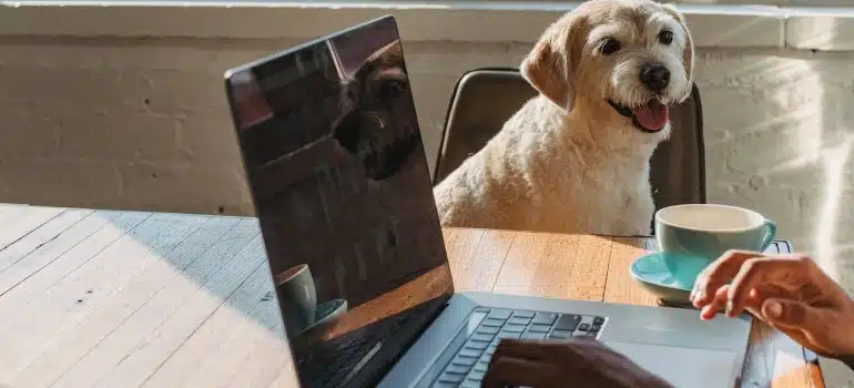 a person browsing for Florida rules and regulations for pet moves
